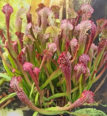 Sarracenia Hybrid H 104 Leucophylla X (S. Rubra X S. Psittacina)   'Laidies In Waiting' M King (Seed)